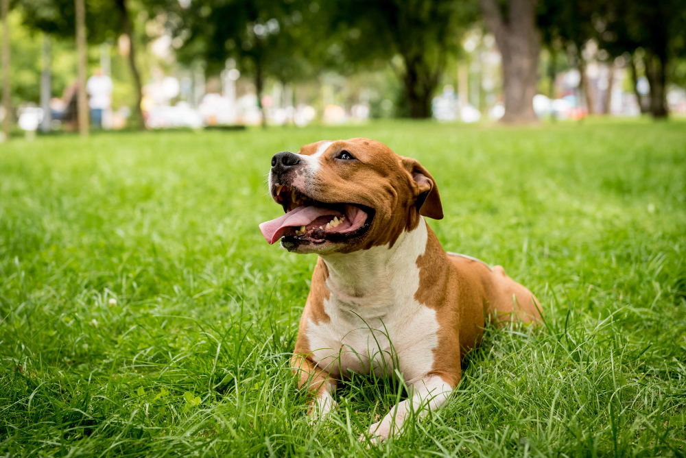 Siwy pyszczek, te same iskry w oczach. Jak dietą zadbać o stawy i witalność psa seniora?